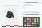 Foto (Objekt + Etikett) von Nipadites pyramidalis Bowerb. (NHMW-GEO-2024-0188-9125)